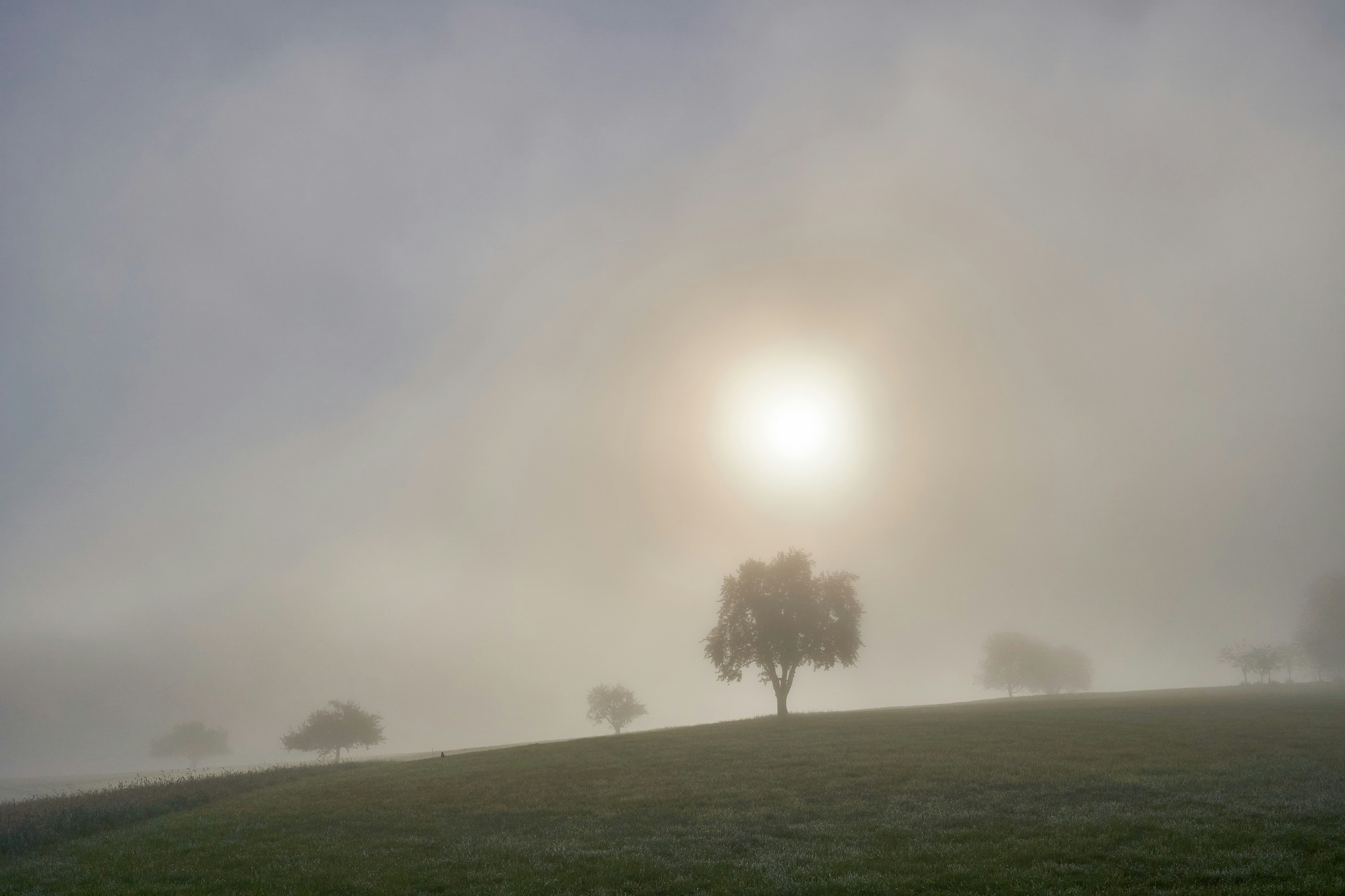 Photo by wolfgang_hasselmann