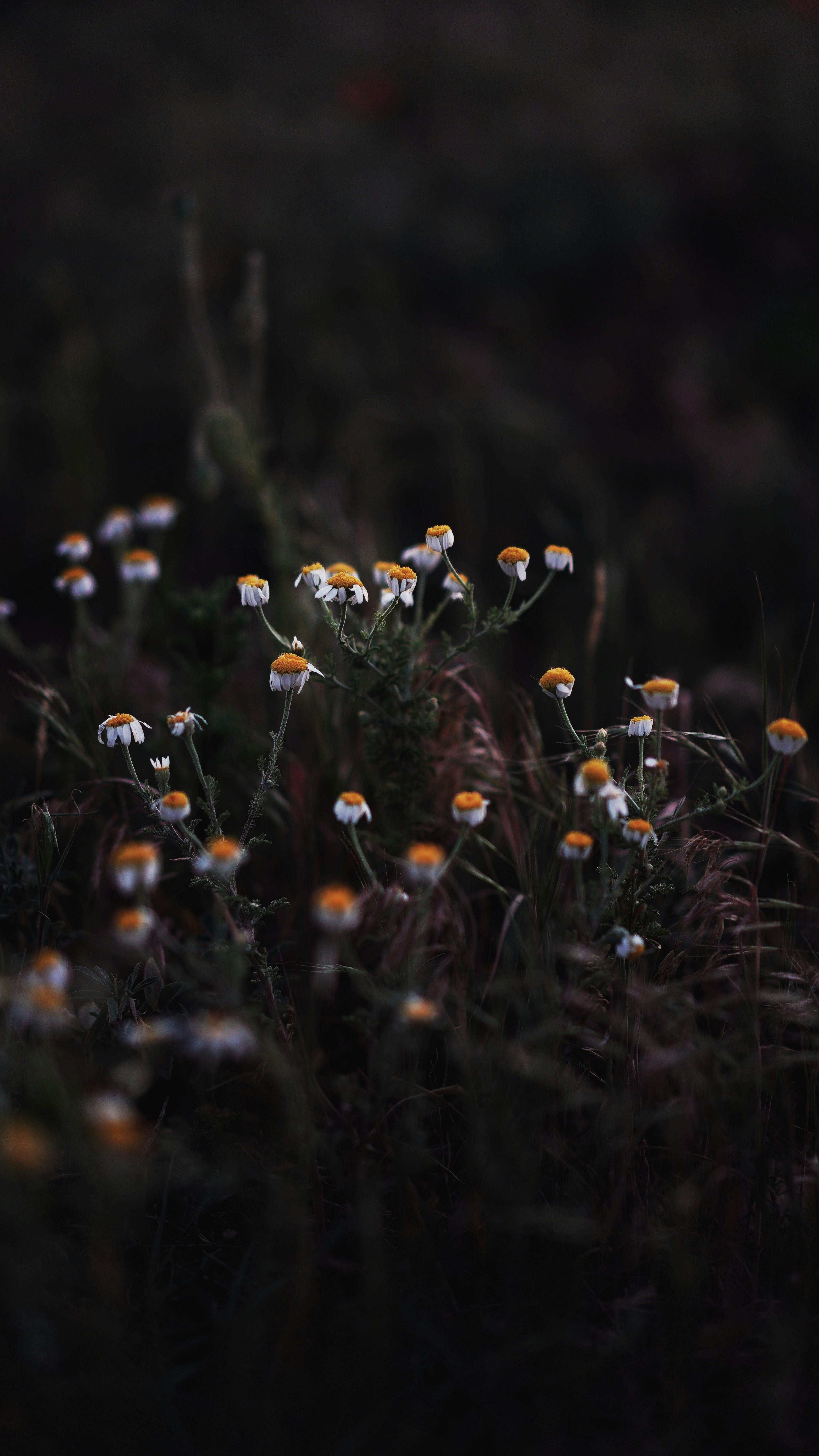 Photo by a_d_s_w