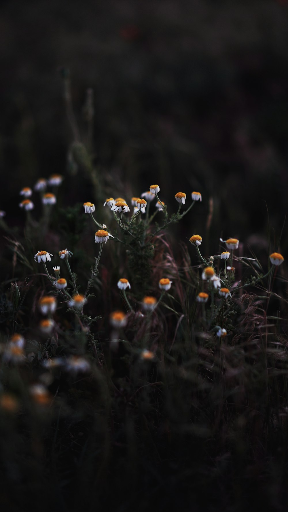 white and yellow flowers in tilt shift lens