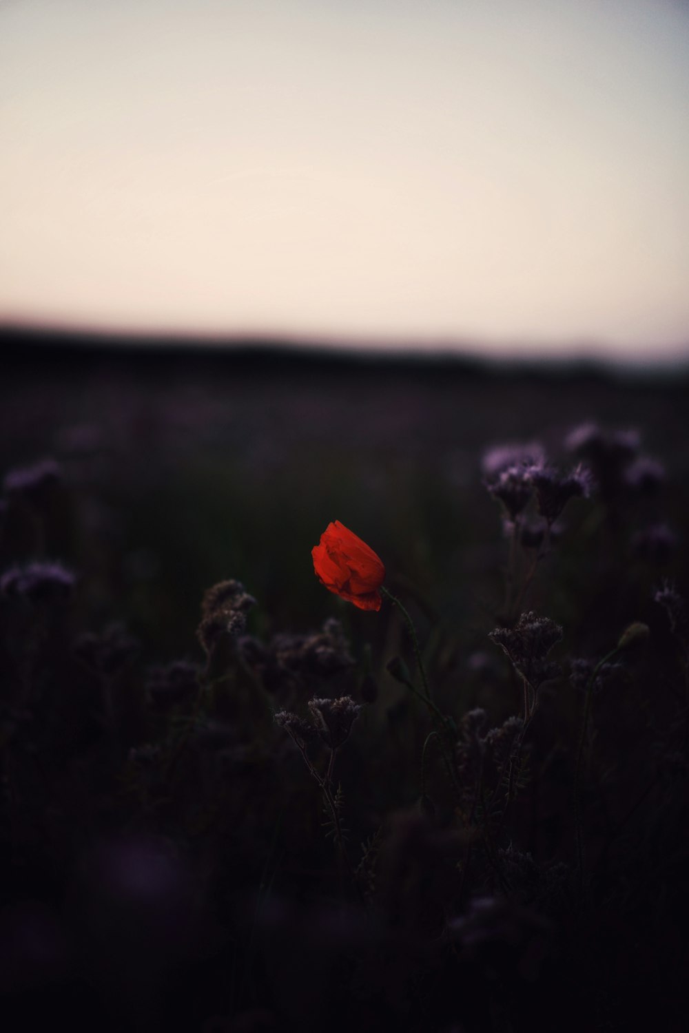 red flower in the field