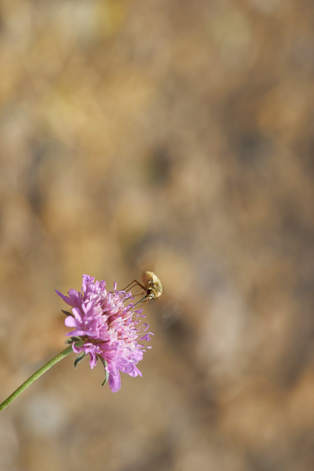 brown bee on purple flower