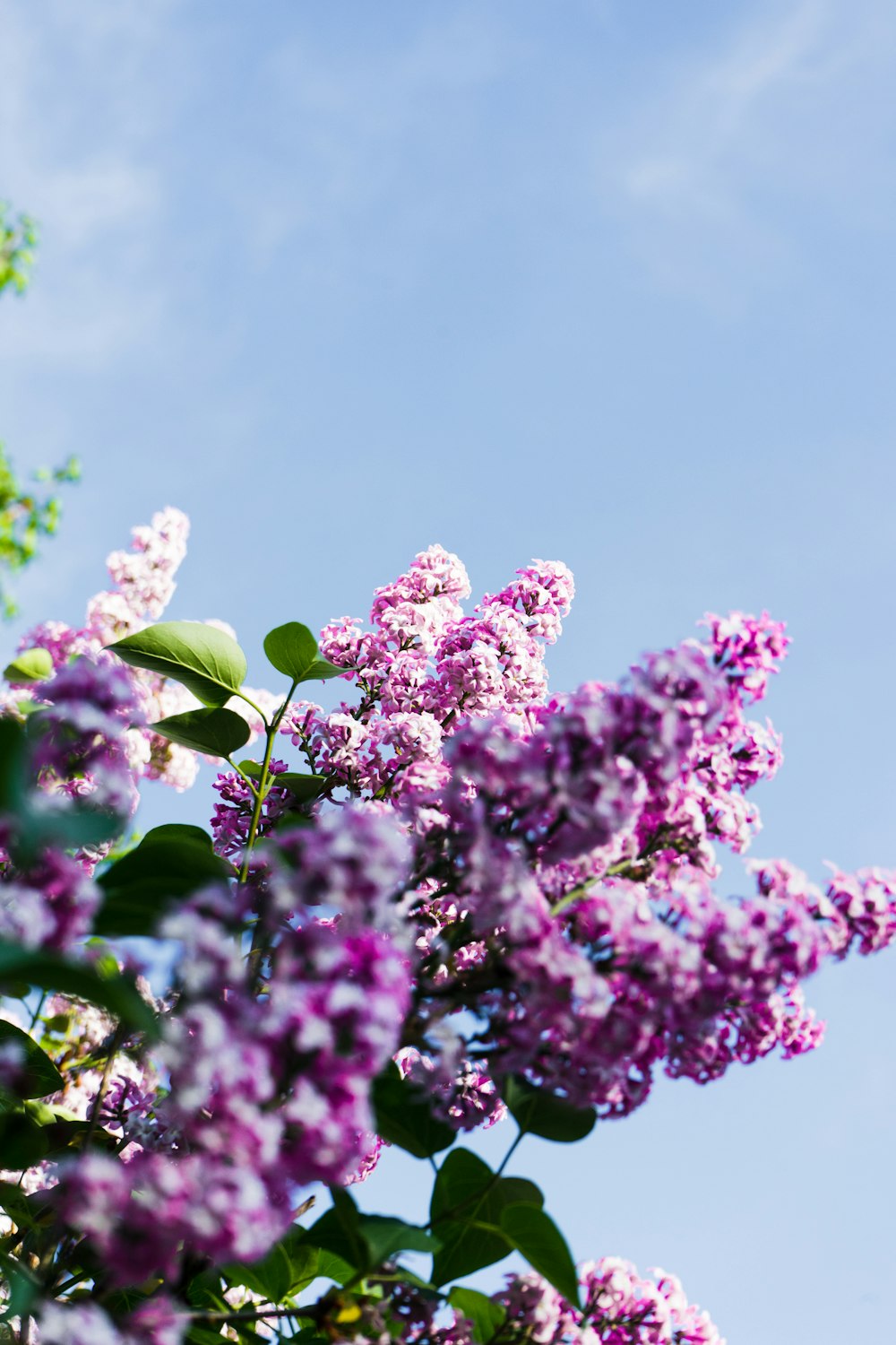 purple flowers with green leaves under blue sky