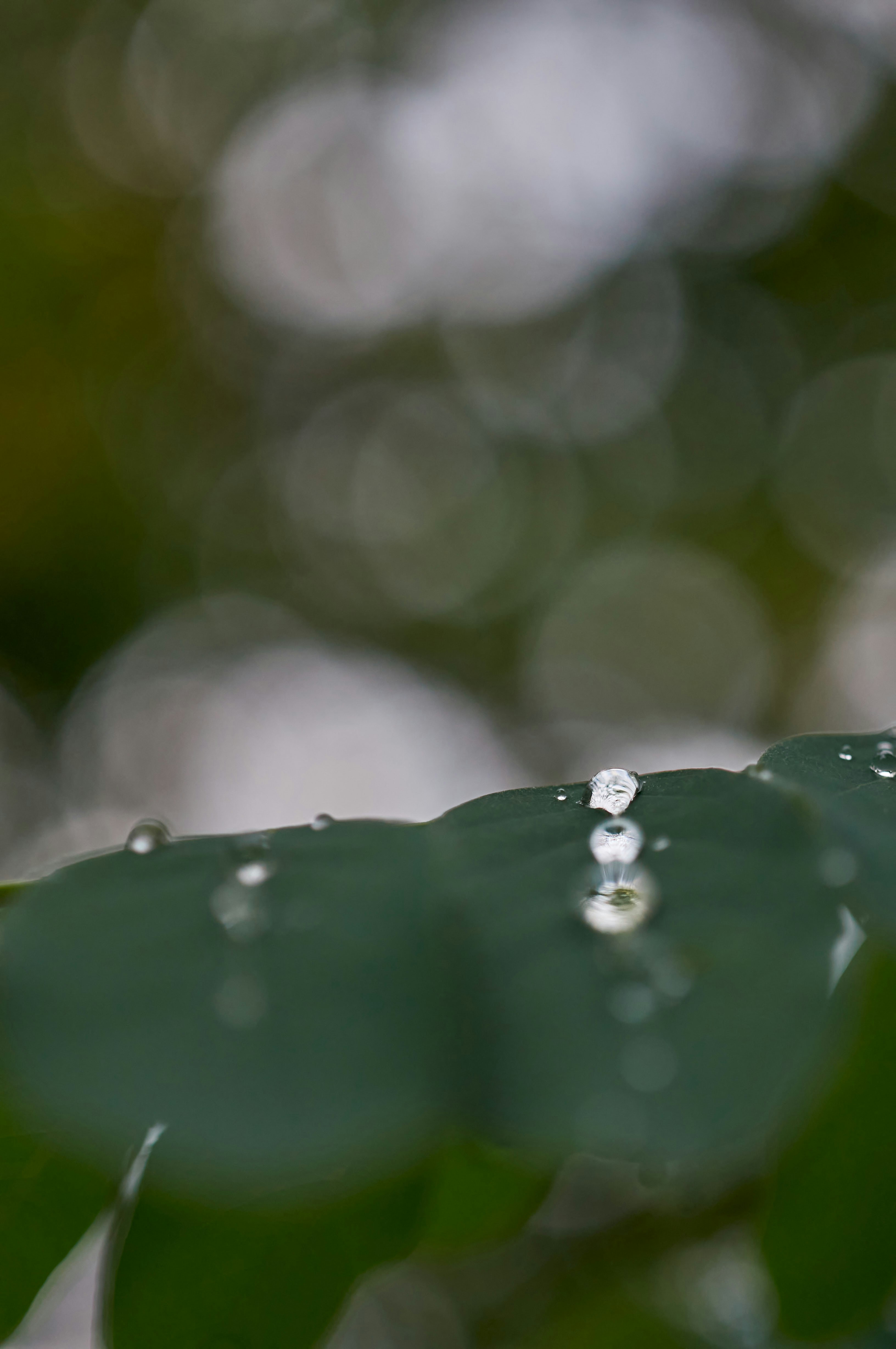 Photo by wolfgang_hasselmann