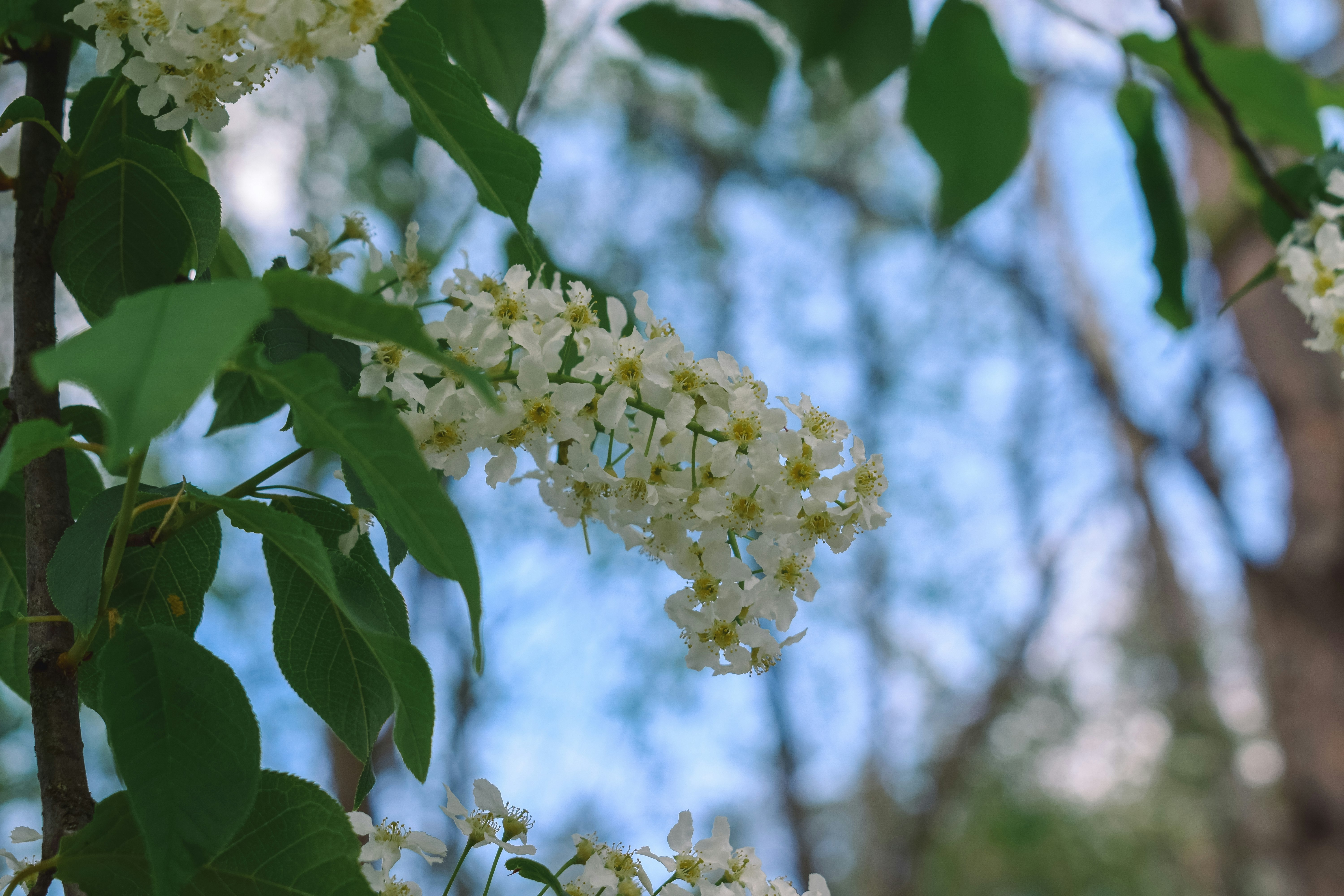 white flower with green leaves