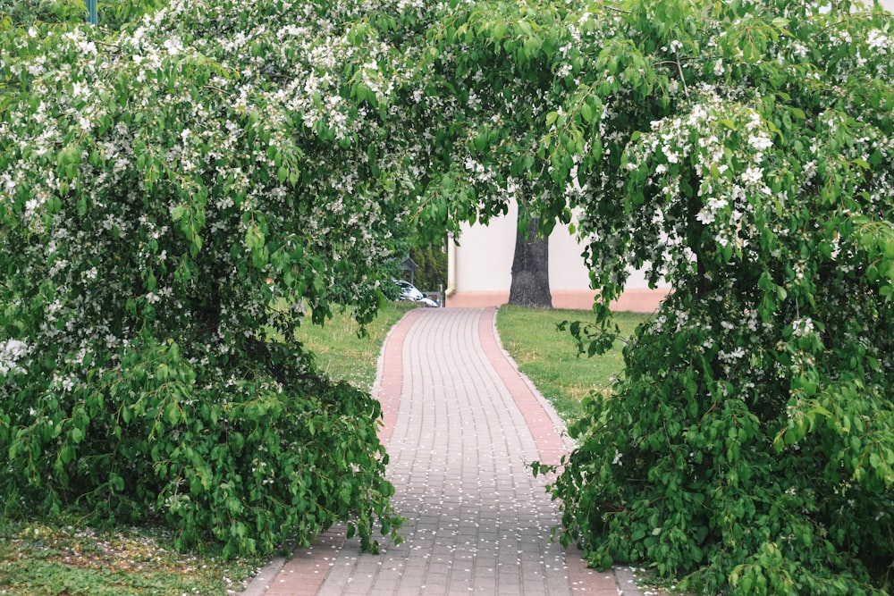 green trees near brown brick pathway