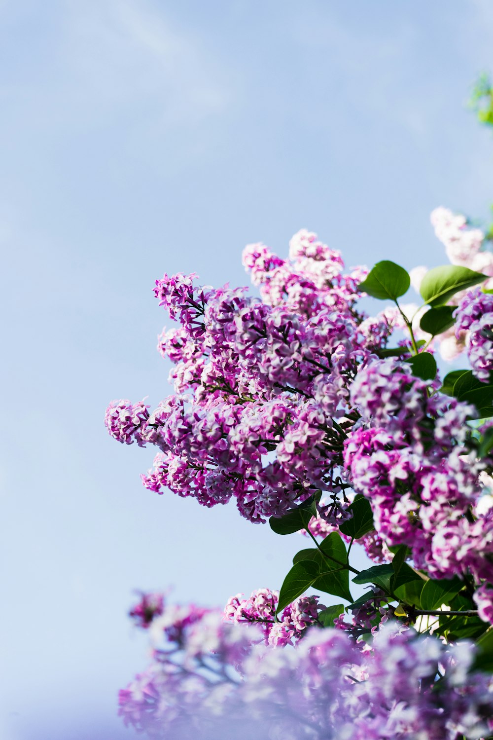 purple flowers with green leaves