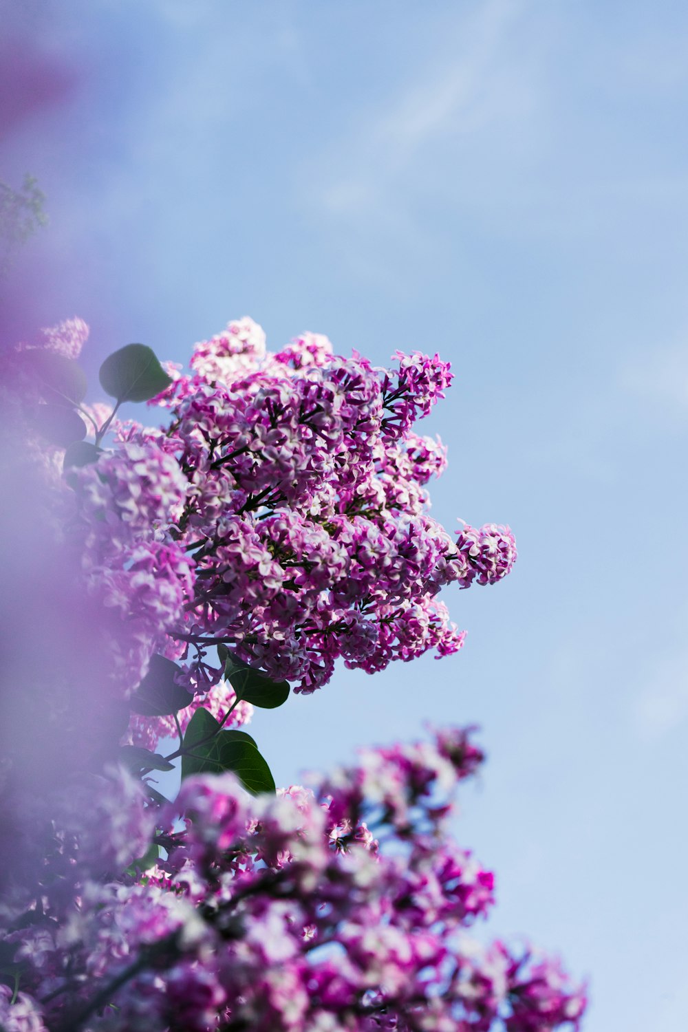 flores púrpuras bajo el cielo nublado durante el día