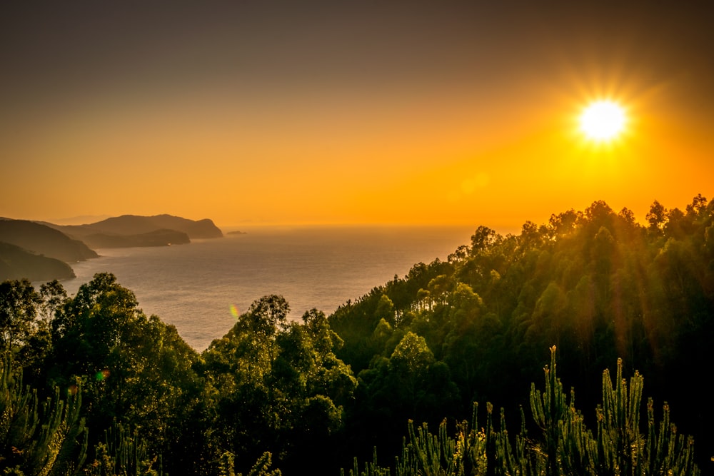 green trees near body of water during sunset