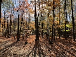 brown trees on brown soil