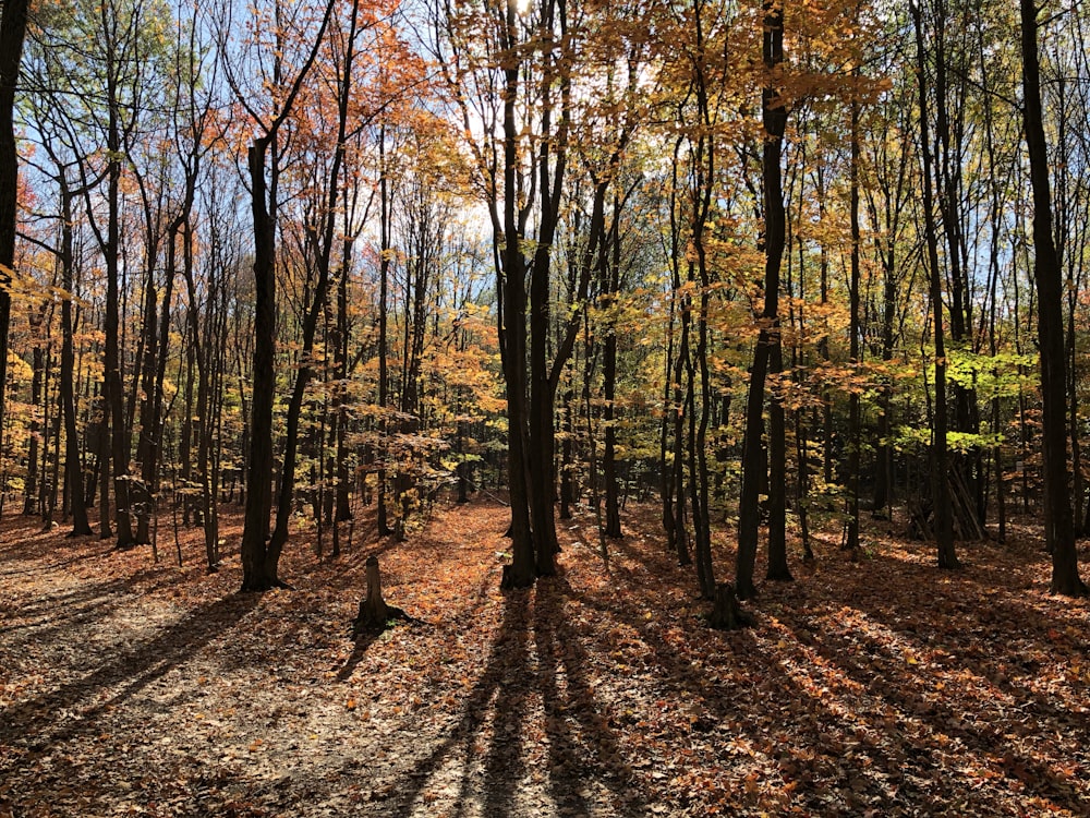 brown trees on brown soil