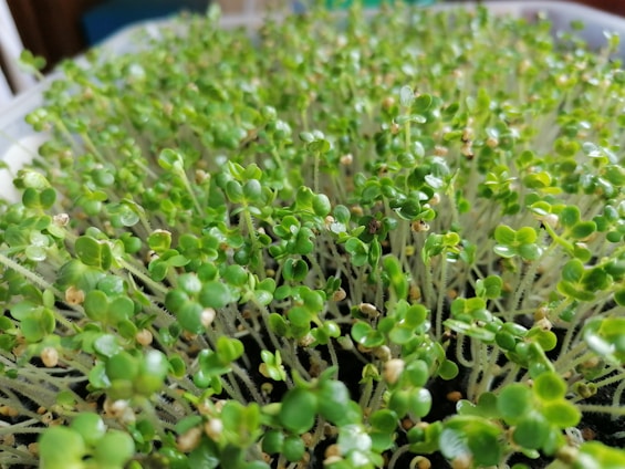 A close-up view of numerous small, vibrant green seedlings with delicate stems densely packed together in a container. The leaves are round and fresh, indicating healthy growth and vitality.