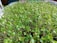 A close-up view of numerous small, vibrant green seedlings with delicate stems densely packed together in a container. The leaves are round and fresh, indicating healthy growth and vitality.
