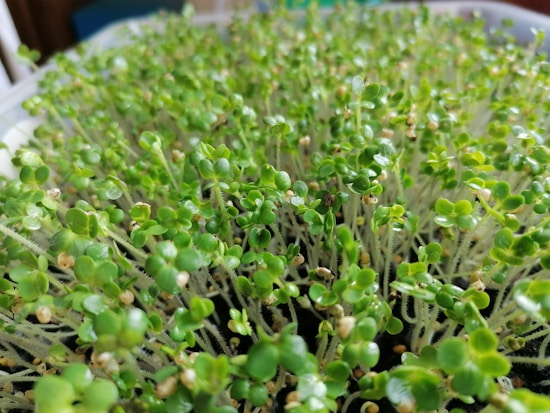 A close-up view of numerous small, vibrant green seedlings with delicate stems densely packed together in a container. The leaves are round and fresh, indicating healthy growth and vitality.