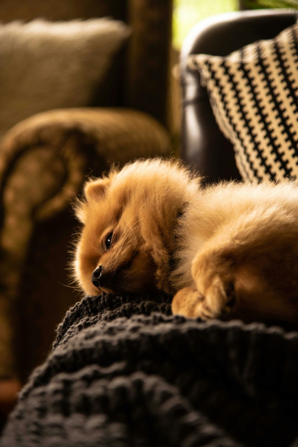 brown long coated small dog on brown textile