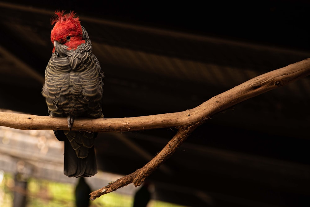 gray and red bird on brown tree branch