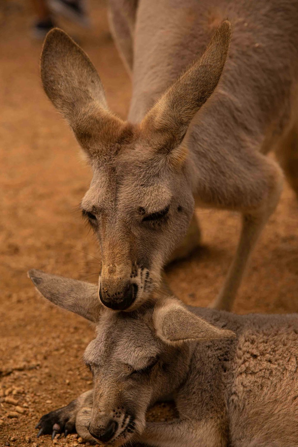 brown kangaroo on brown sand during daytime