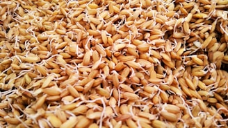 A close-up view of a large quantity of sprouted grains, showcasing the intricate details of each grain with small white root shoots. The texture appears rough and organic, with a mixture of light and dark brown hues.