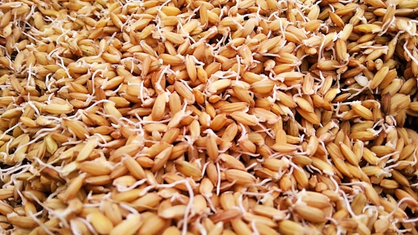 A close-up view of a large quantity of sprouted grains, showcasing the intricate details of each grain with small white root shoots. The texture appears rough and organic, with a mixture of light and dark brown hues.