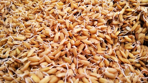 Close-up of spent grain being repurposed into eco-friendly packaging material.