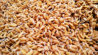 Close-up of sprouted grains drying gently under the warm sun on rustic wooden trays.