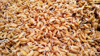 A close-up view of a large quantity of sprouted grains, showcasing the intricate details of each grain with small white root shoots. The texture appears rough and organic, with a mixture of light and dark brown hues.
