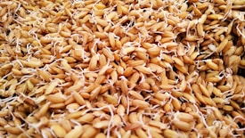 A close-up view of a large quantity of sprouted grains, showcasing the intricate details of each grain with small white root shoots. The texture appears rough and organic, with a mixture of light and dark brown hues.