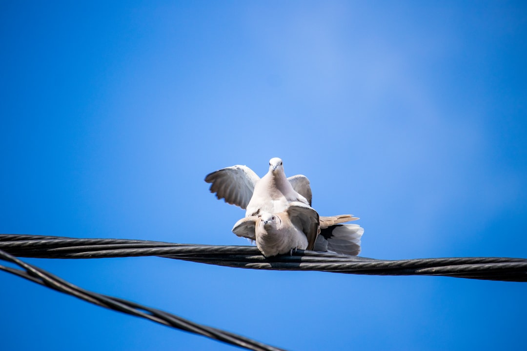 white bird on brown stick during daytime
