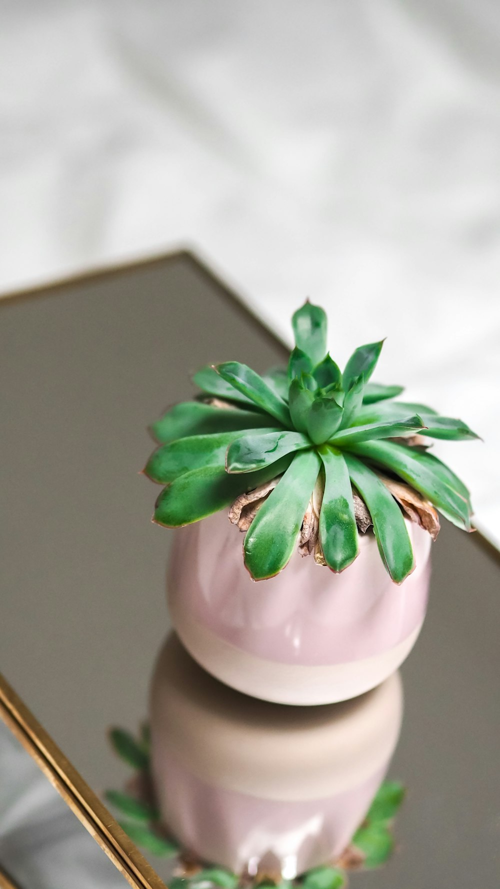 green plant on white ceramic vase