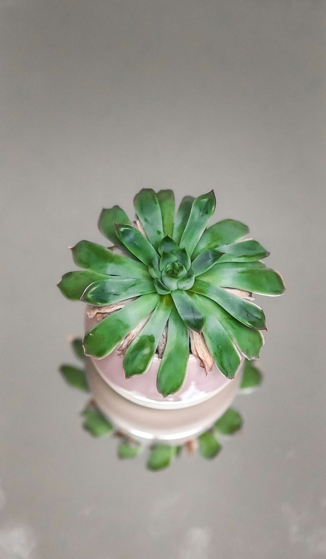 green succulent plant in white ceramic pot