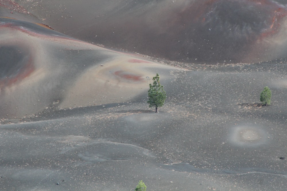 green trees on brown sand during daytime