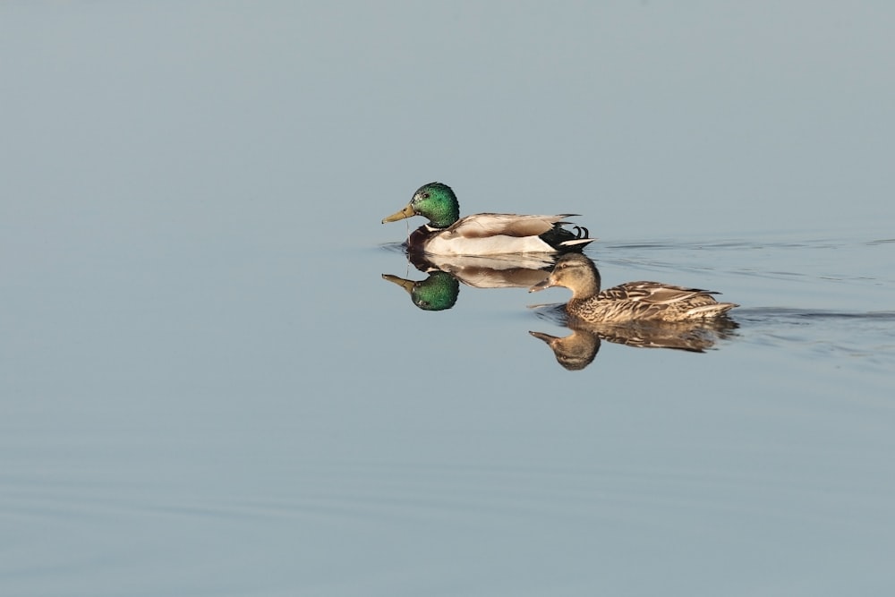 brown and green mallard duck on water