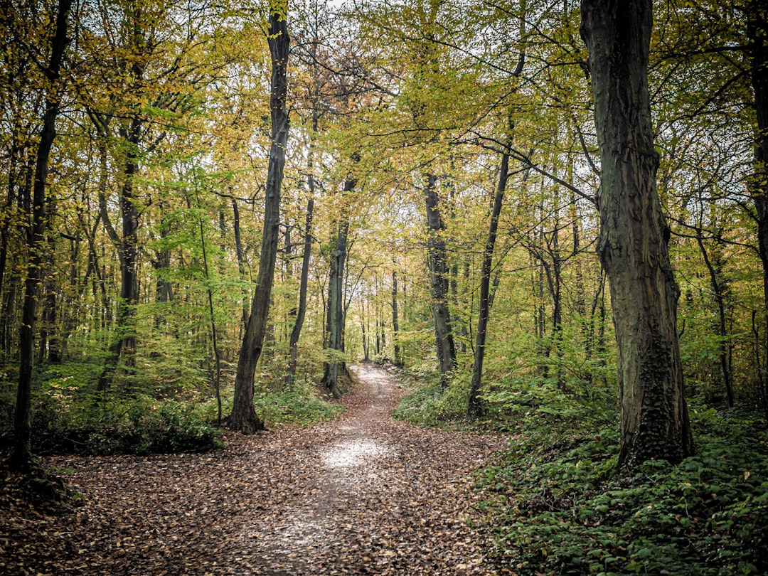 Forest photo spot Forêt Domaniale de Fausses Reposes 72 Boulevard de Port-Royal