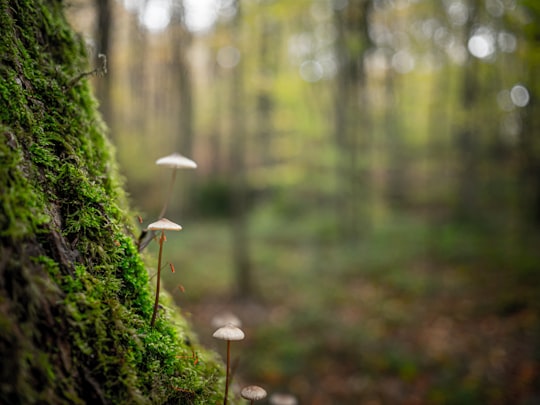 white mushroom in tilt shift lens in Forêt Domaniale de Fausses Reposes France