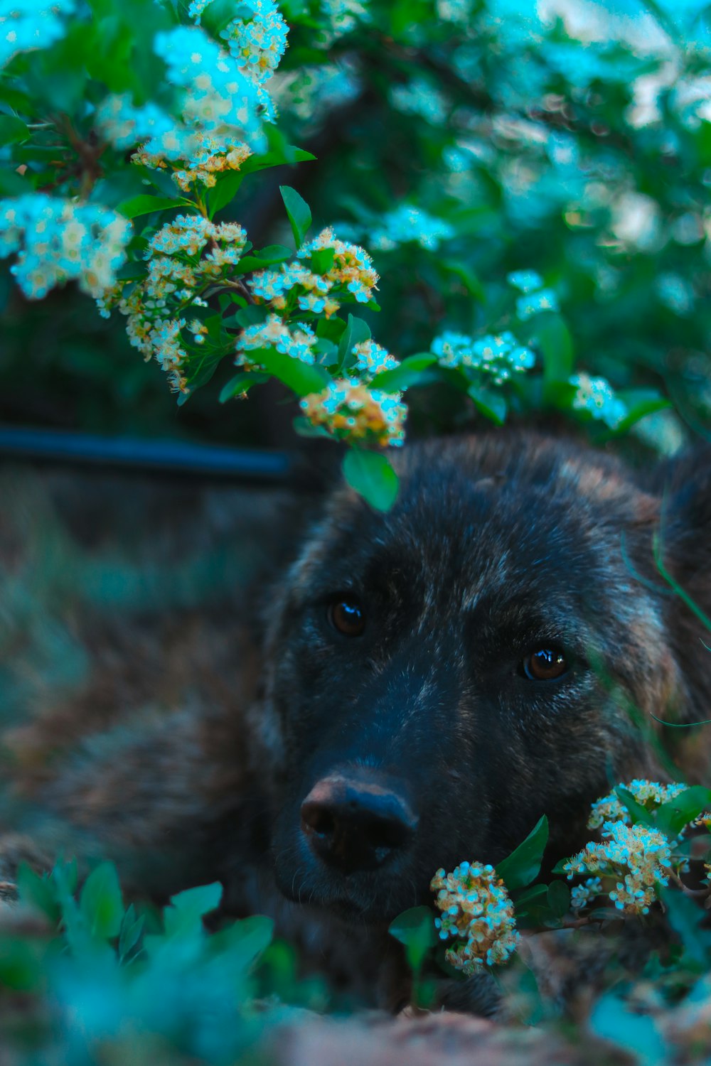 a dog is laying in the grass with flowers