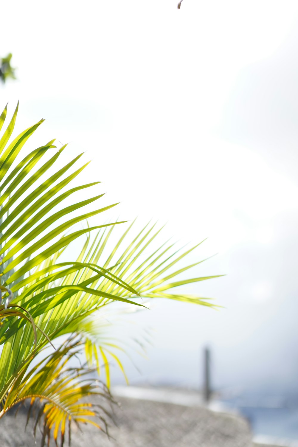 green palm tree under white sky