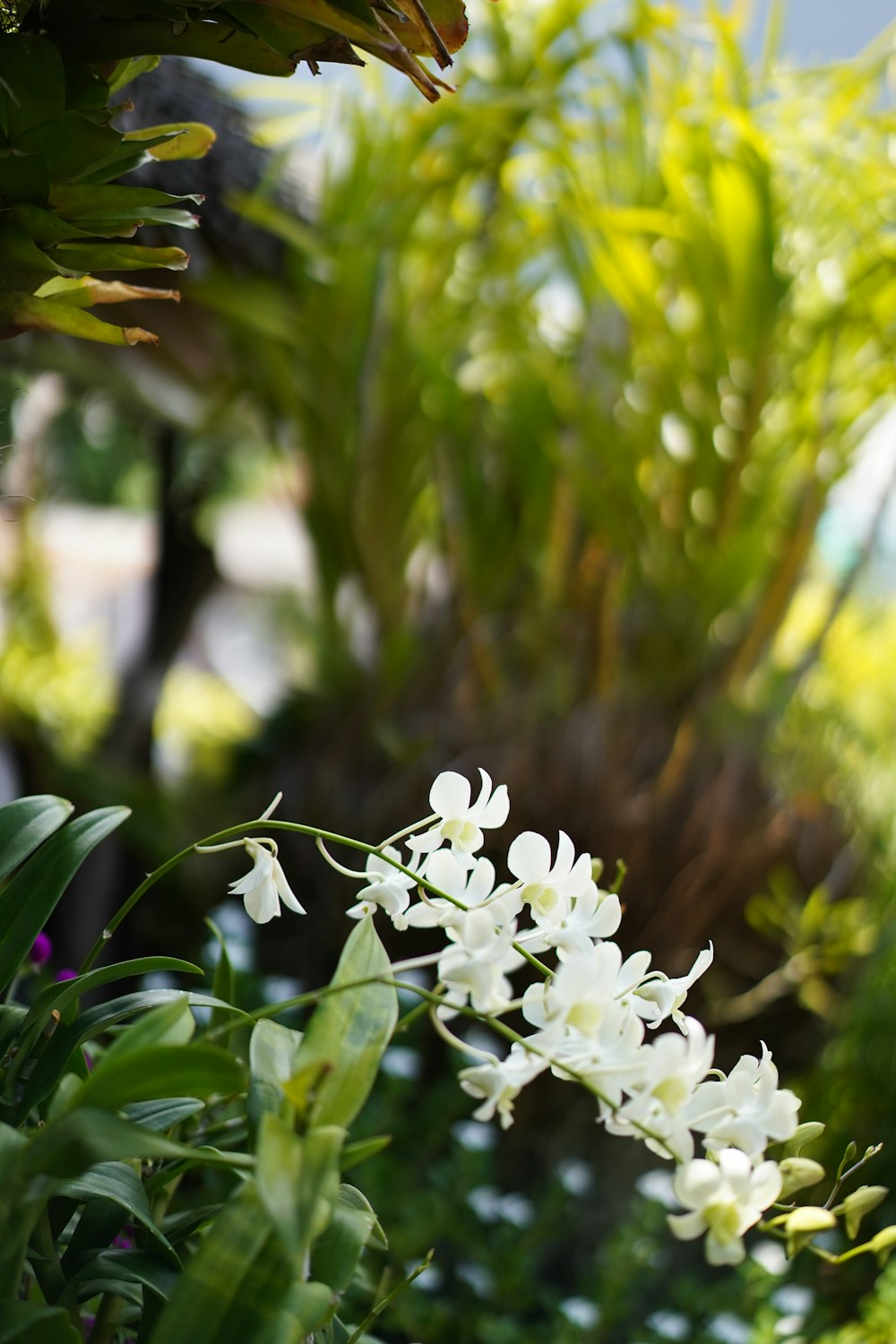 white flowers in tilt shift lens