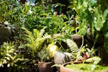 Lush greenery fills the setting with a variety of plants in various shades of green. Ferns and leafy plants are prominently displayed in decorative pots. There is a natural, vibrant feel to the scene with dappled sunlight filtering through, creating playful patterns on the leaves.