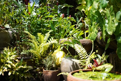 Lush greenery fills the setting with a variety of plants in various shades of green. Ferns and leafy plants are prominently displayed in decorative pots. There is a natural, vibrant feel to the scene with dappled sunlight filtering through, creating playful patterns on the leaves.