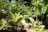 Lush greenery fills the setting with a variety of plants in various shades of green. Ferns and leafy plants are prominently displayed in decorative pots. There is a natural, vibrant feel to the scene with dappled sunlight filtering through, creating playful patterns on the leaves.