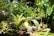 Lush greenery fills the setting with a variety of plants in various shades of green. Ferns and leafy plants are prominently displayed in decorative pots. There is a natural, vibrant feel to the scene with dappled sunlight filtering through, creating playful patterns on the leaves.