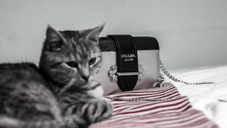 A grey tabby cat lies on a white and red striped fabric, next to a stylish Prada handbag with a black strap and metal detailing. The relaxed pose of the cat and the elegant design of the handbag create a blend of casual comfort and sophistication.