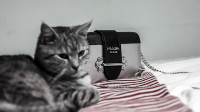 A stylish cat lounging comfortably with a cozy, handcrafted dress from Colitas Viva.