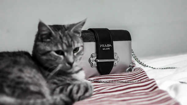 A grey tabby cat lies on a white and red striped fabric, next to a stylish Prada handbag with a black strap and metal detailing. The relaxed pose of the cat and the elegant design of the handbag create a blend of casual comfort and sophistication.