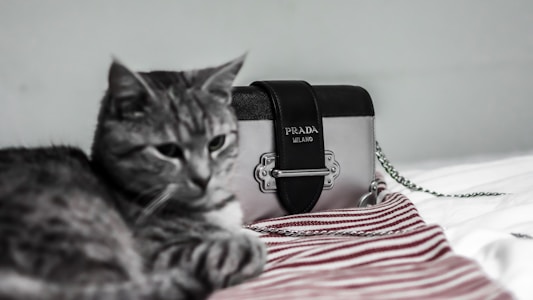 A grey tabby cat lies on a white and red striped fabric, next to a stylish Prada handbag with a black strap and metal detailing. The relaxed pose of the cat and the elegant design of the handbag create a blend of casual comfort and sophistication.
