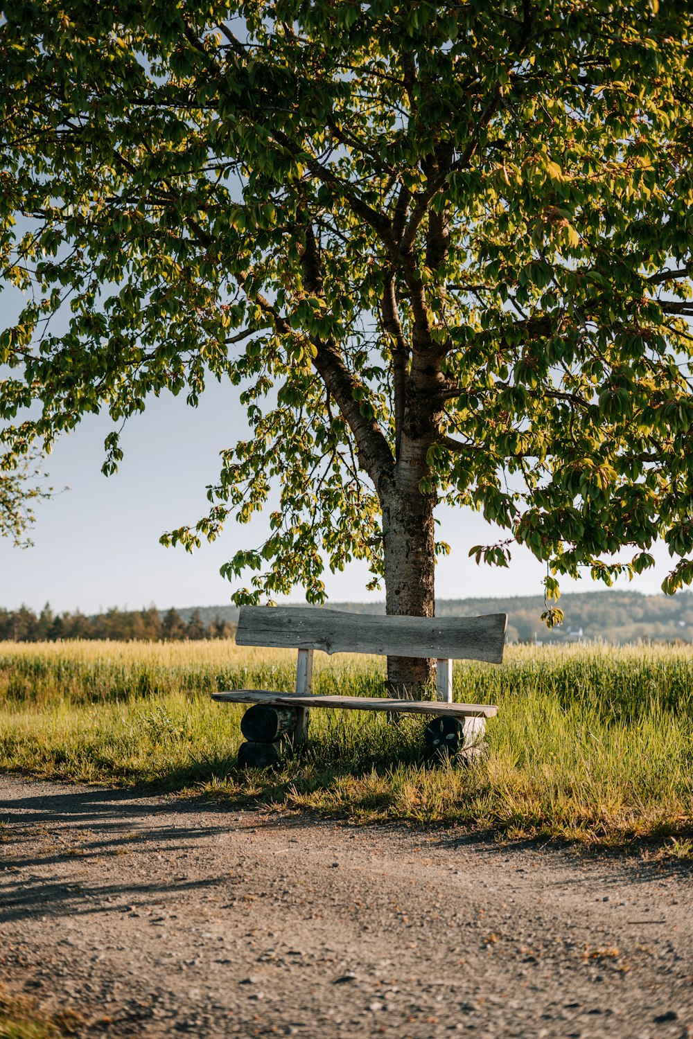 banco de madeira marrom no campo verde da grama durante o dia
