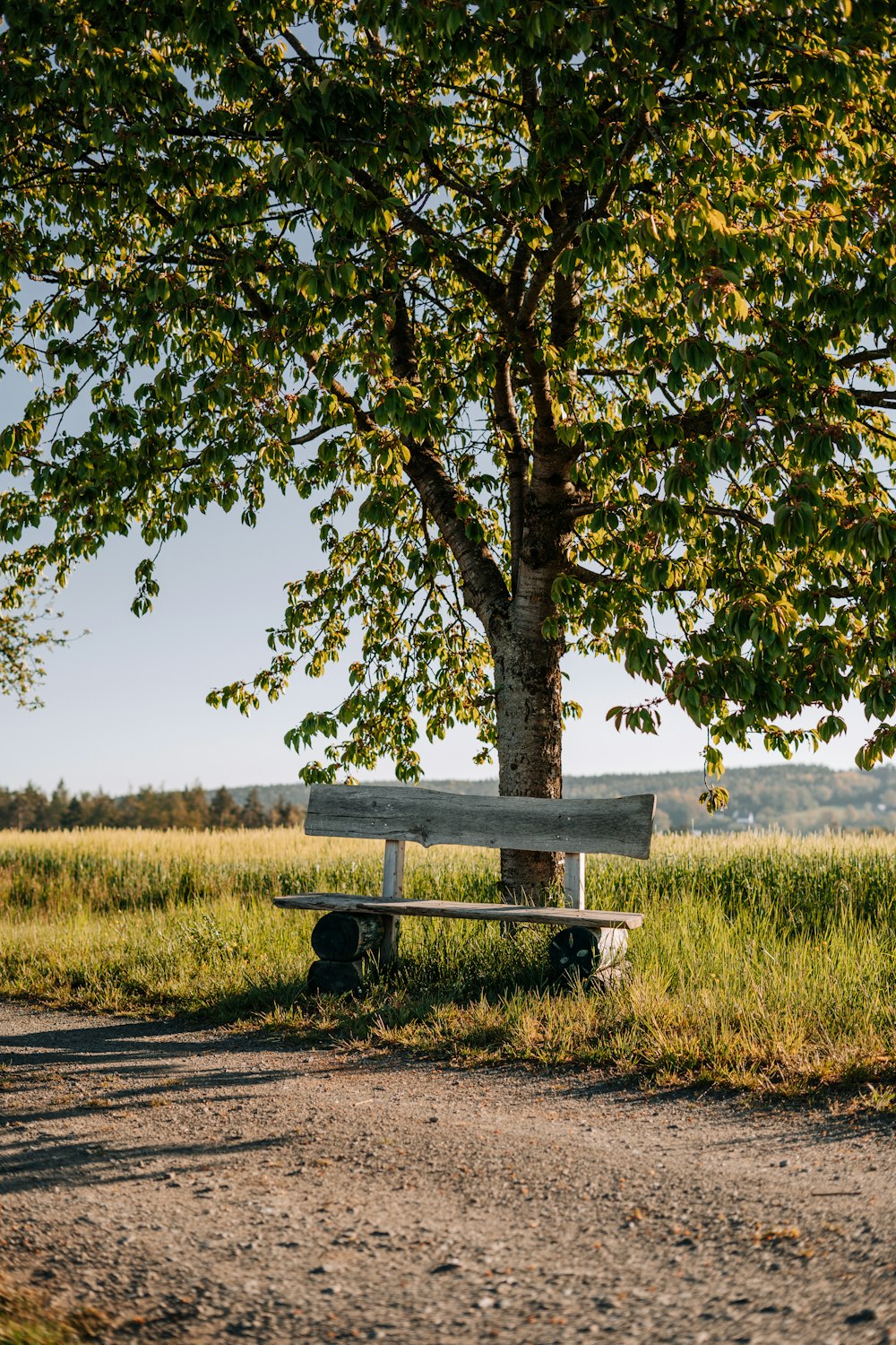 brown wooden bench on green grass field during daytime