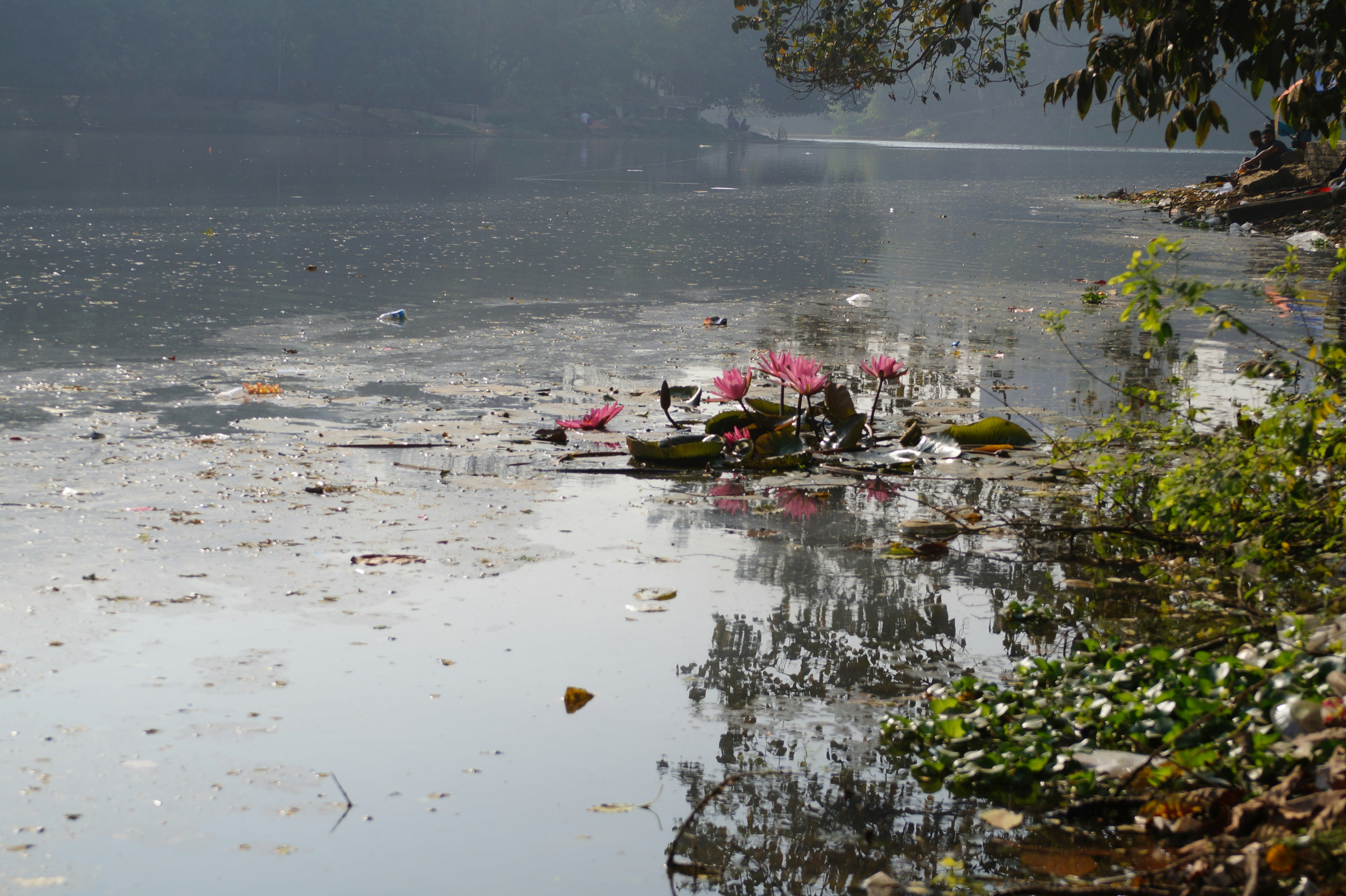Bahaya Pencemaran Air di Danau Maninjau