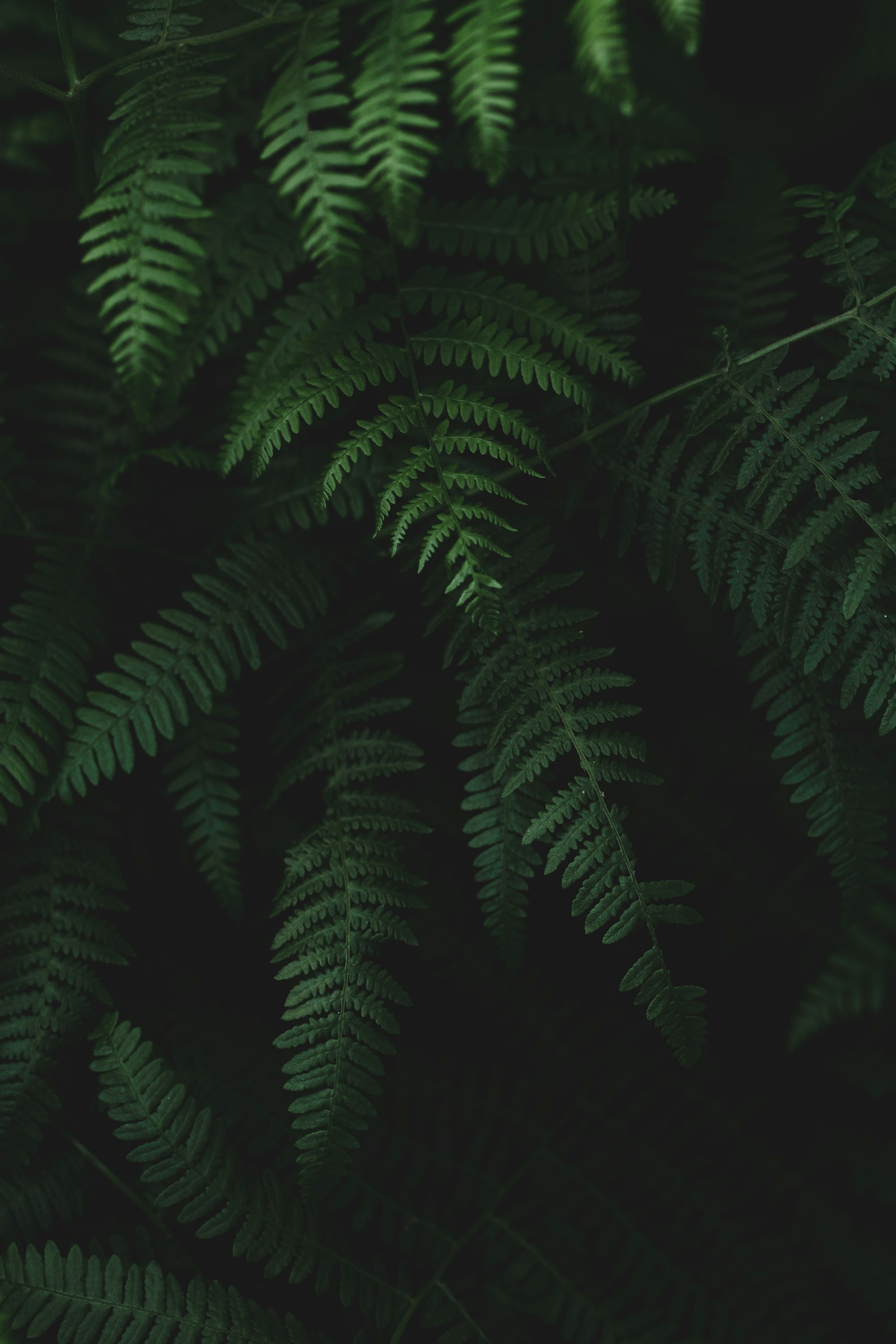 Sony a7R II sample photo. Green fern plant in photography