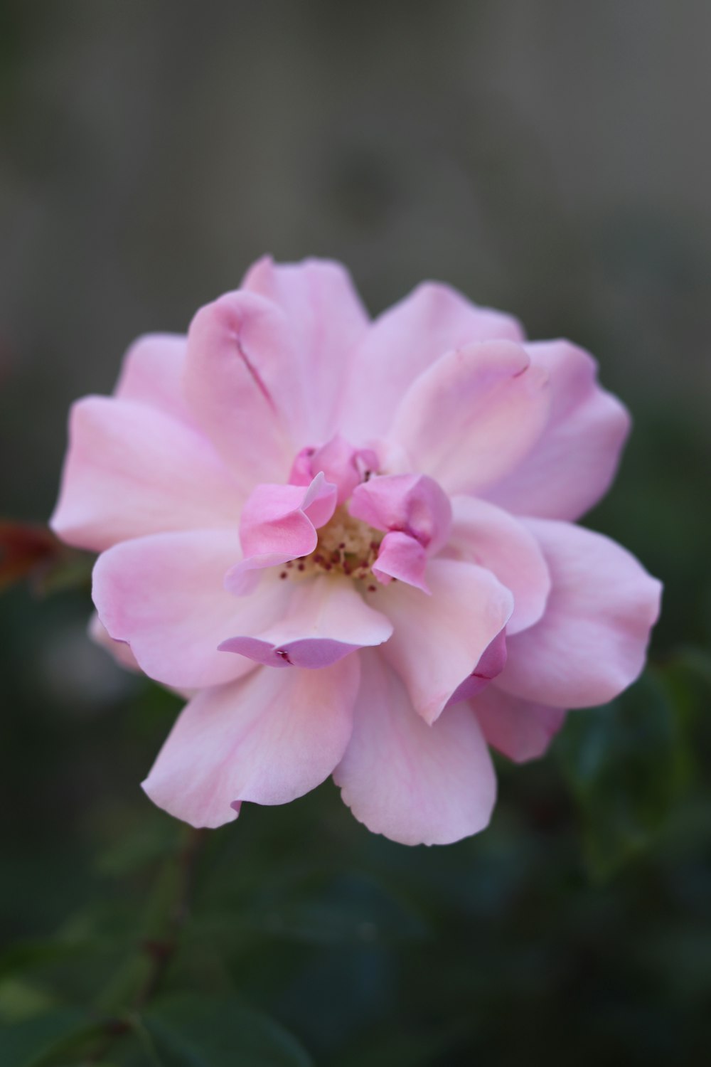 pink flower in tilt shift lens