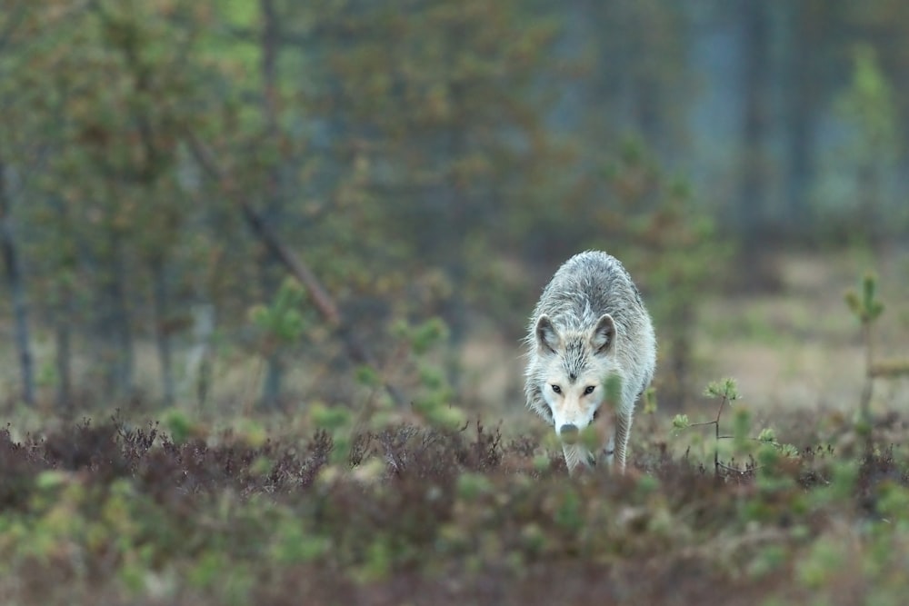 gray and white wolf walking on green grass during daytime